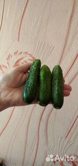 Огурцы домашние. Кабачки