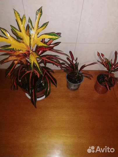 Кодиеум кротон