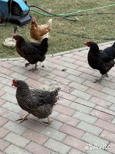 Куры несушки