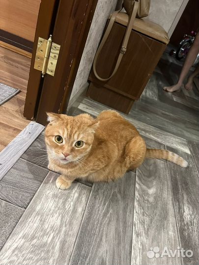 Шотландская