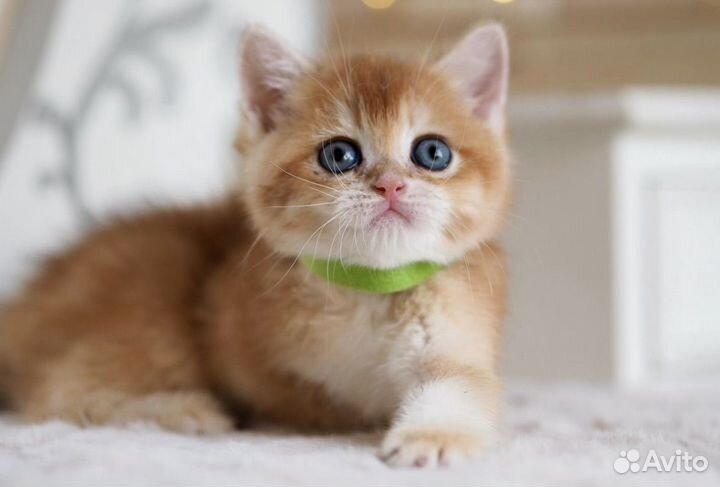 Золотая шиншилла. домашние детки