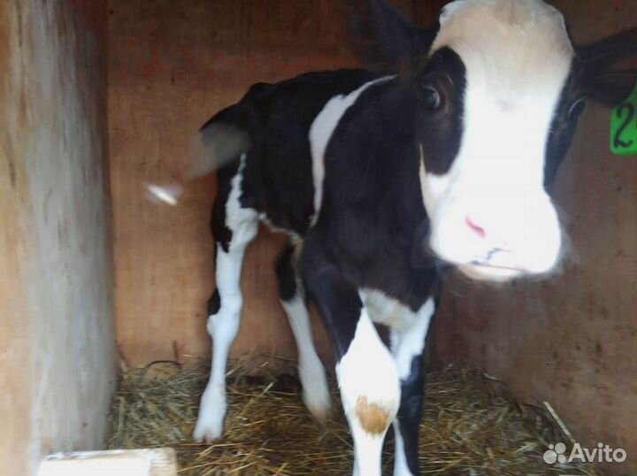 Телята с доставкой в ваш двор