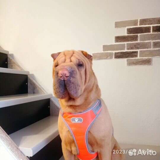 Шарпей вязка