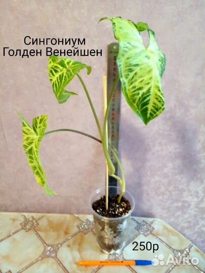 Сингониумы 1