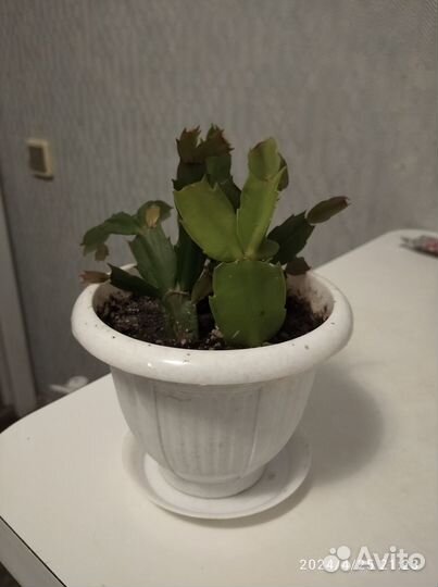 3 декабриста (розовый, белый и оранжевый)