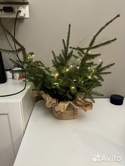 Ветки для новогоднего декора