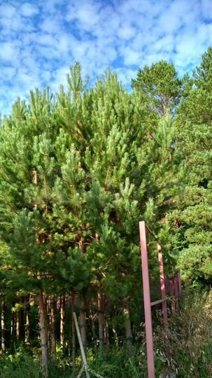 Участок 11,7 сот. (ИЖС)