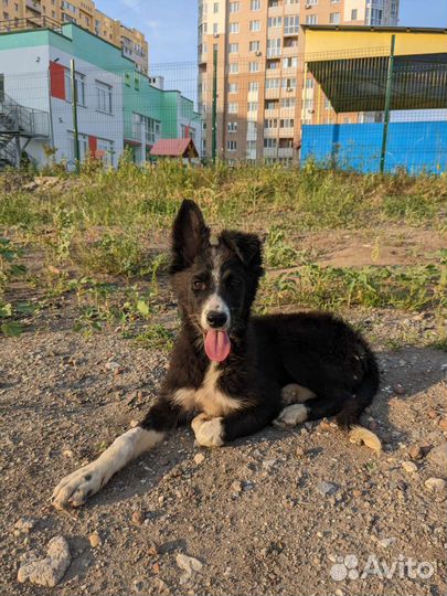 Щенок подросток в добрые руки