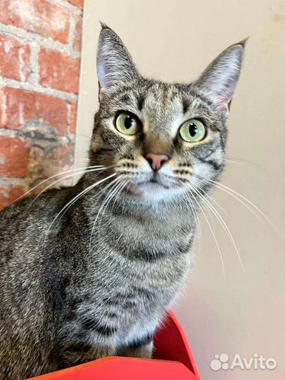 Кошки в добрые руки бесплатно