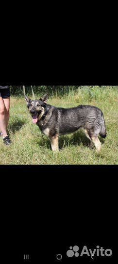 Собака из приюта