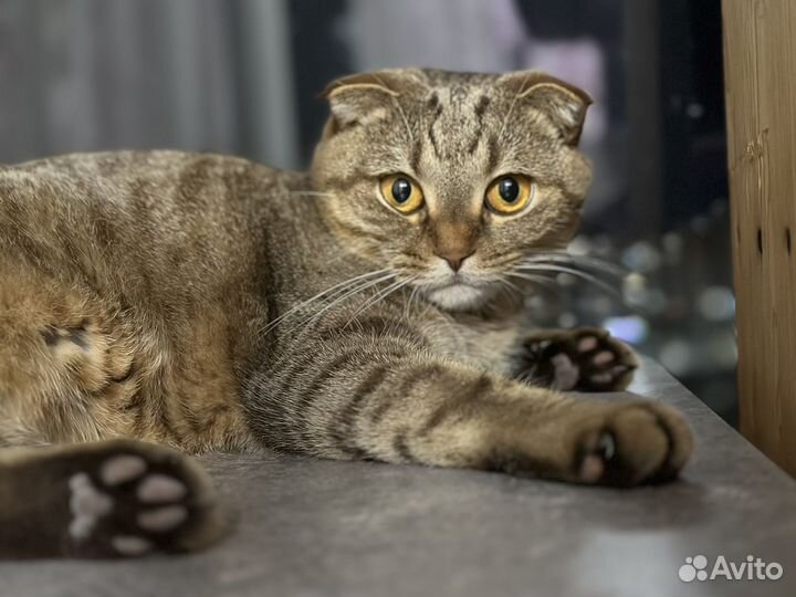 Шотландская вислоухая кошка бесплатно