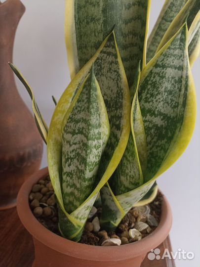 Сансевиерия футура вариегатная