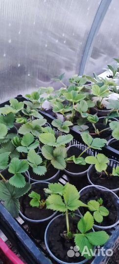 Рассада клубники