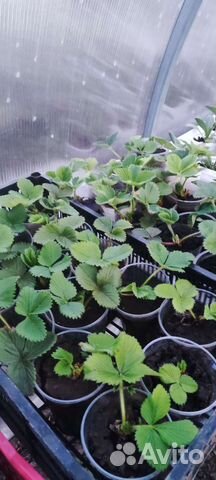 Рассада клубники