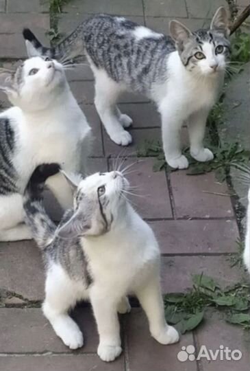 Котята в добрые руки
