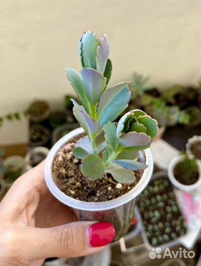 Каланхоэ Федченко