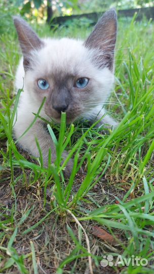 Котята помесь тайской породы