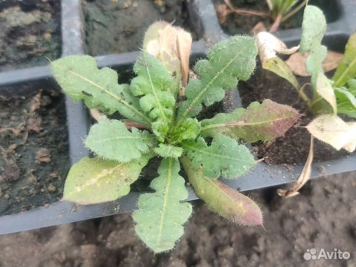 Рассада помидор,перцы,цветы капуста