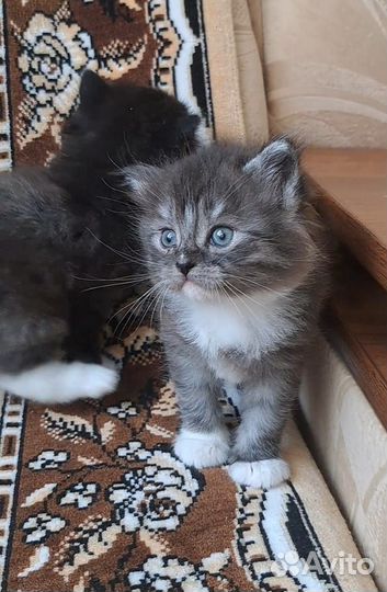 Котята-пушистики