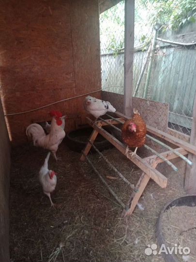 Яйца домашние