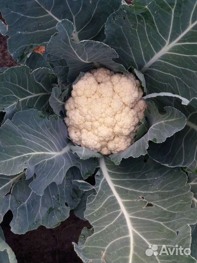 Цветная капуста оптом