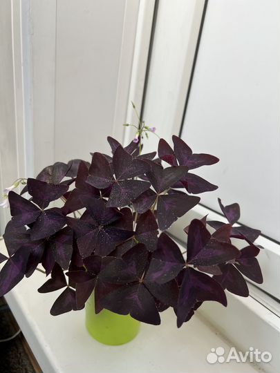 Кислица Оксалис