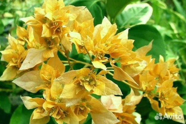 Бугенвиллии