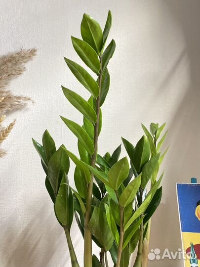 Замиокулькас