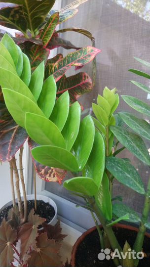 Замиокулькас