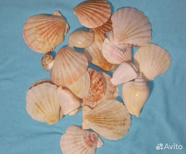 Ракушки