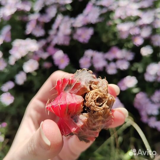 Вариегатные гимнокалициумы