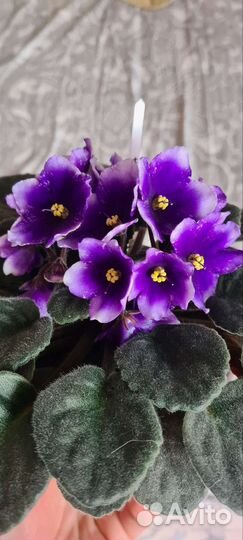 Фиалка Око саурона