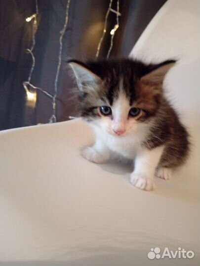 Подарю котят