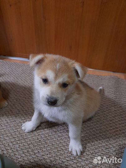 Щенки хаски