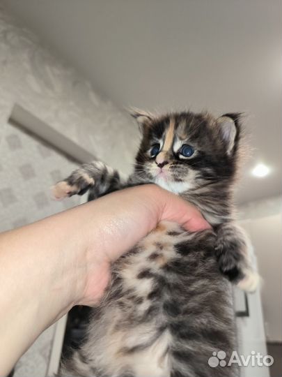Котята мейн-кун