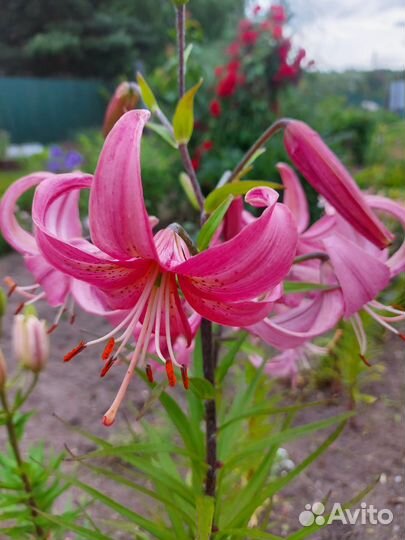 Саженцы лилий
