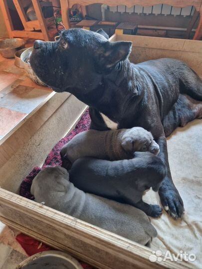 Щенки кане Корсо