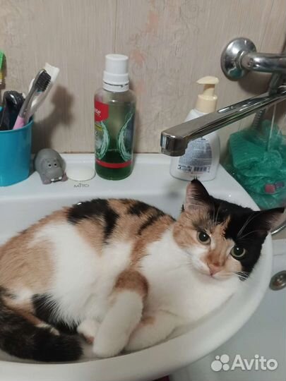 Трех цветная кошечка