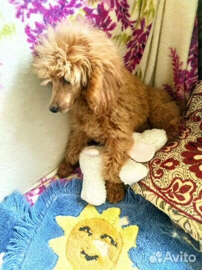 Щенки пуделя