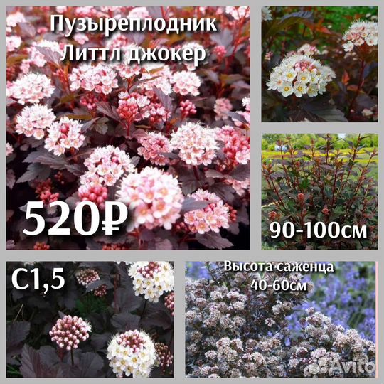 Пузыреплодник сорт