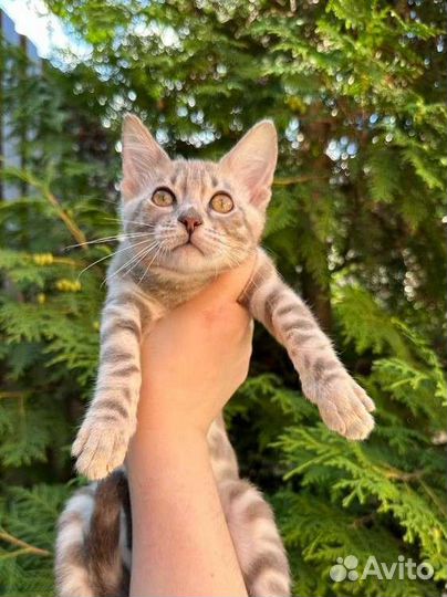 Бенгальская девочка голубая сепия