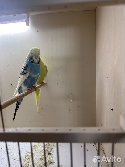 Чехи ввп выставочные волнистые попугаи