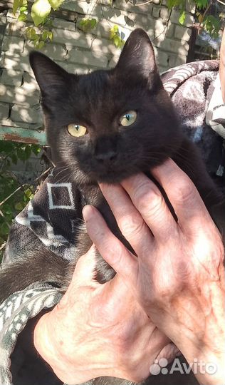 Черный котик в подарок