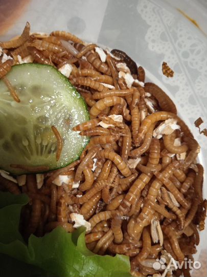 Мучной червь живой