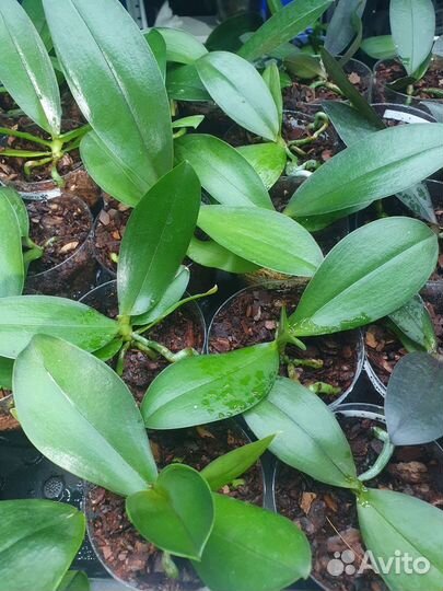 Кокодоро, минимарк,мелион,дасти бель,биондоро аром