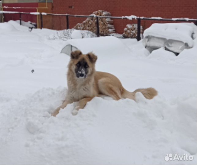 Ищем дом для щенков