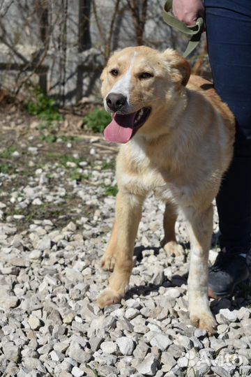 Собака в добрые руки