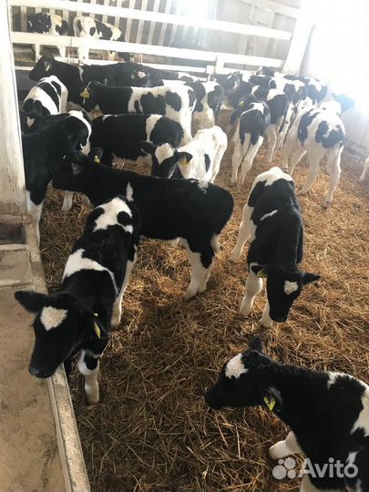 Телята и бычки