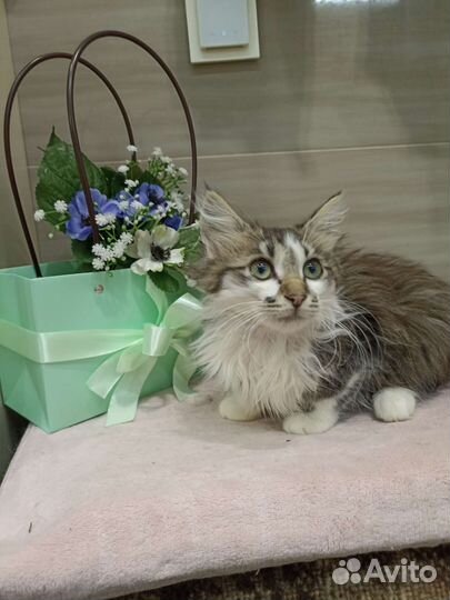 Котенок ищет дом