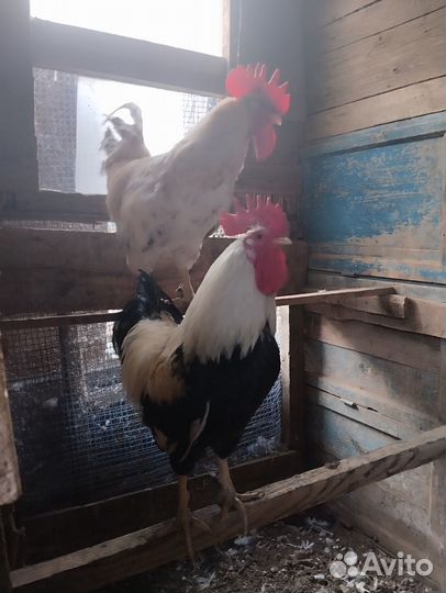 Петухи